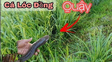 Cắm Câu Cá Lóc Mùa Nước Nổi✅