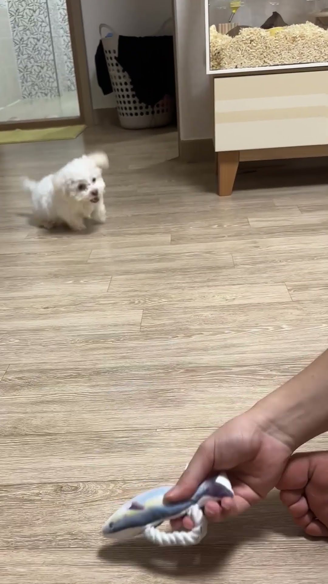 Owner Teases Playful Puppy with a Squeaky Toy