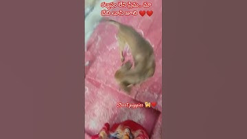 Thumbnail of #telugusongs #love #song #music #coversong #feedshorts #funny #adoptstrays #comedy #animasulucu
