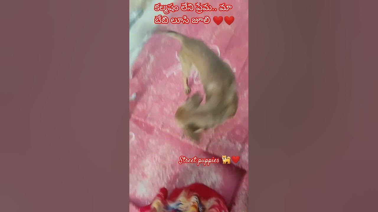 #telugusongs #love #song #music #coversong #feedshorts #funny #adoptstrays #comedy #animasulucu