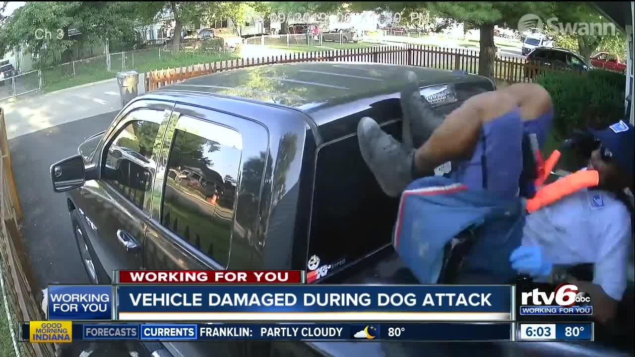 Vehicle damaged during dog attack