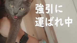 独特な甘え方をする猫を無理矢理運んでみた結果