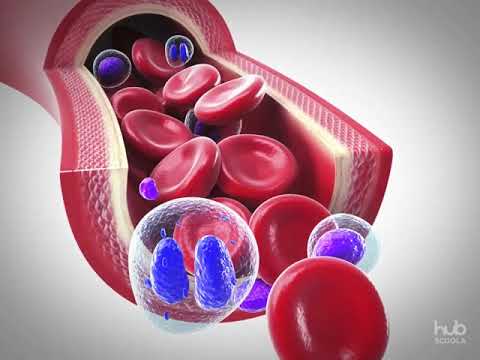 Video: In che modo le cellule di un organismo multicellulare si specializzano?