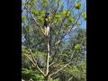 Transgender Natalie Mars Is Climbing And Having Fun XD Short