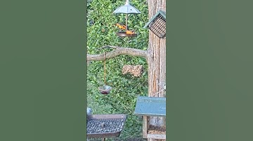 Baltimore Oriole sings a happy tune🎶🎶🎶#backyardbirds