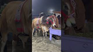 Dangerous cow 2026 qurbani #foryou  #cow  #pakistan  #bull   #india  #punjab