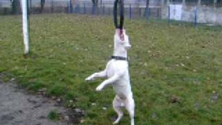 Pit Bull Demon Piotrków