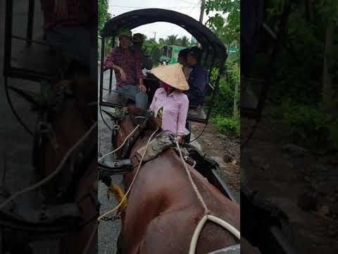 Video Trải nghiệm đi XE NGỰA kéo ở miền tây - youtube