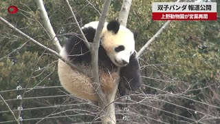 【速報】双子パンダ、報道公開　上野動物園が営業再開
