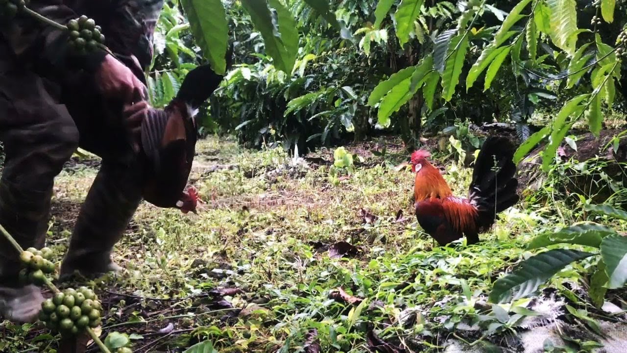 Sangat Beruntung !!! Masih Pagi Uda Dapat Aja Ayam Hutan Merah Cantik