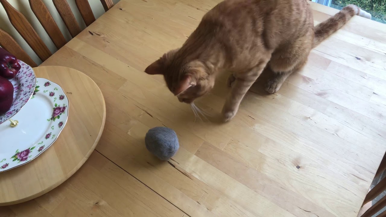Cat Plays With Giant Hairball YouTube