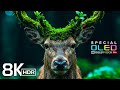 Animal Planet Special OLED HDR 8K Ultra HD Dolby Vision™ 60fps