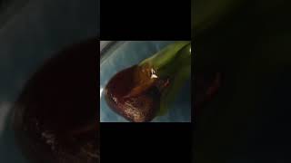 Rosella (hibiscus sabdariffa) seed germination #timelapse