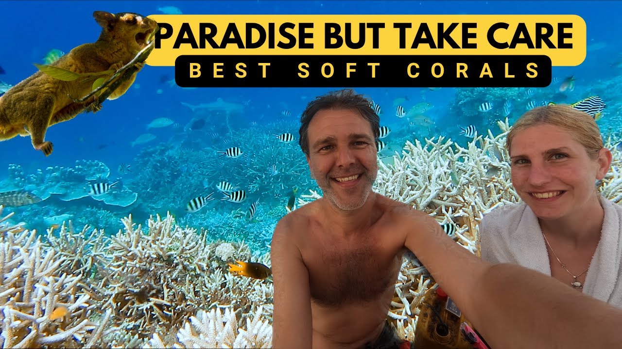 Лучшее место для снорклинга в Раджа-Ампате — но мы совершили большую ошибку!! 🌊⛈️