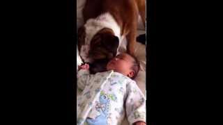 English Bulldog Kissing Baby