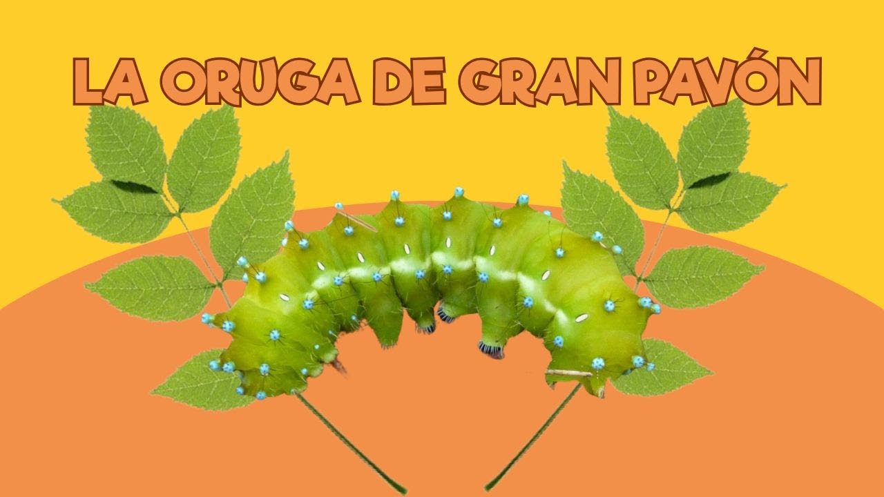 Viviendo en un Zoo: La oruga de Gran Pavón