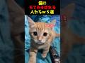 猫にもてあそばれる人たちｗ５選#いぬ #面白集 #ねこ #笑ったら負け