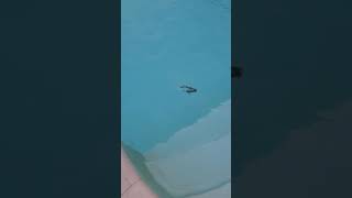 Frog Jumps Right Back Into Swimming Pool After Woman Takes it Out Using Net - 1227040