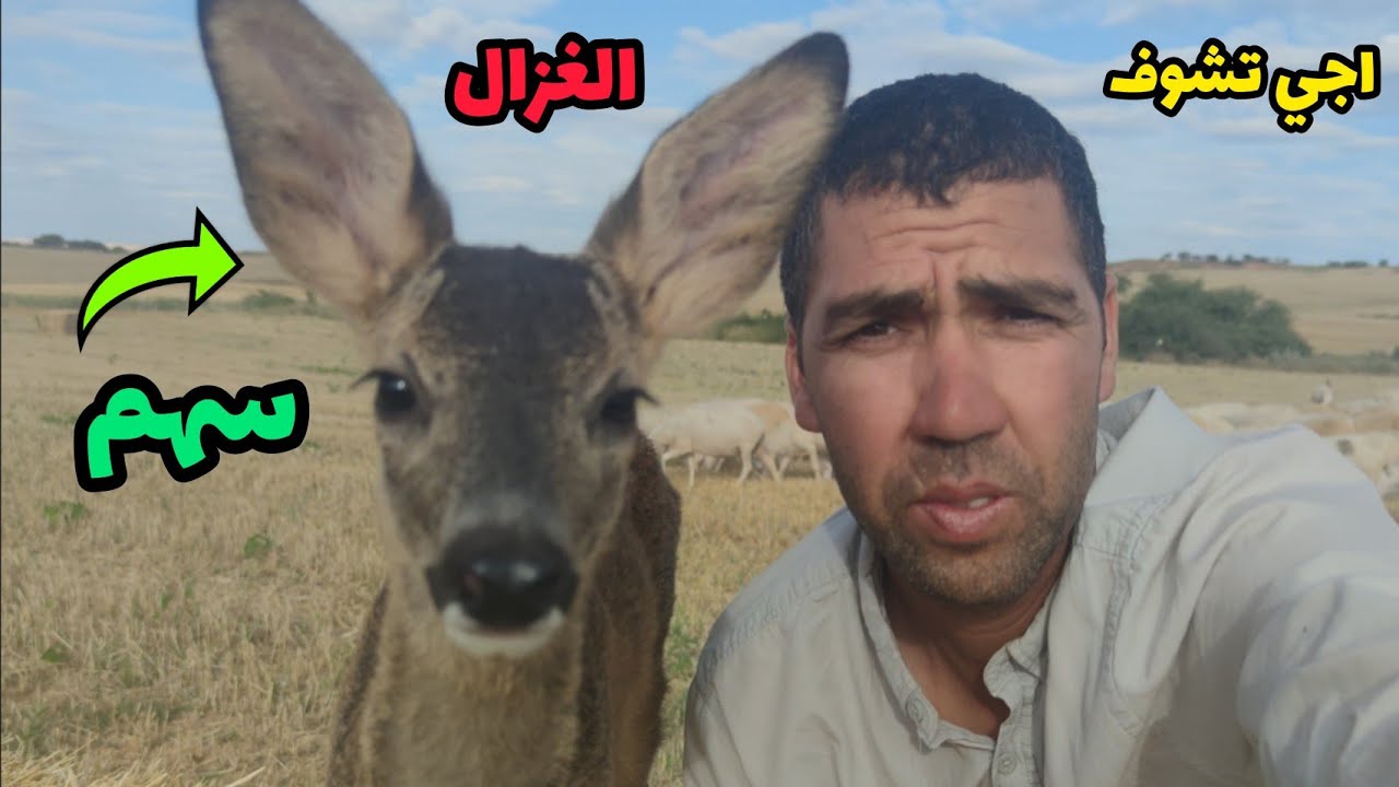 اجي تشوف الغزال المشهور في يوتيوب ▶️