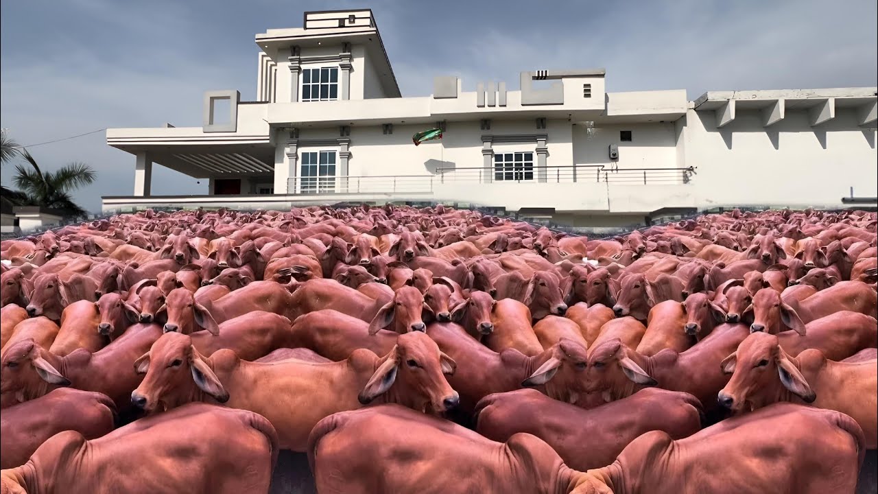 Pak Biggest American Brahaman Cows Farm | Dayzee Farms | #cattle #farming #business #farm 