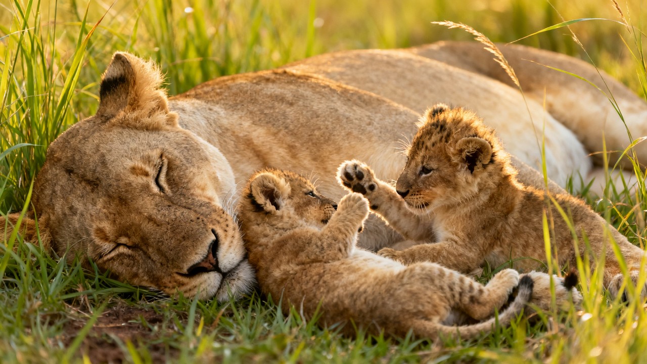 One hour no music relaxing savannah ambience | Cub growls