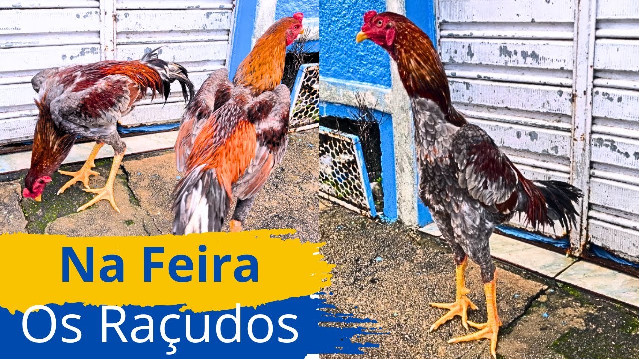 A MAIOR FEIRA DE GALINHAS DO NORDESTE EM ARAPIRACA COM TRADIÇÃO E AVES RARAS #sertanejo (PARTE 02)