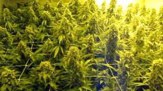 My grow room for cannabis plants by Limbo / www.limbo-co.com