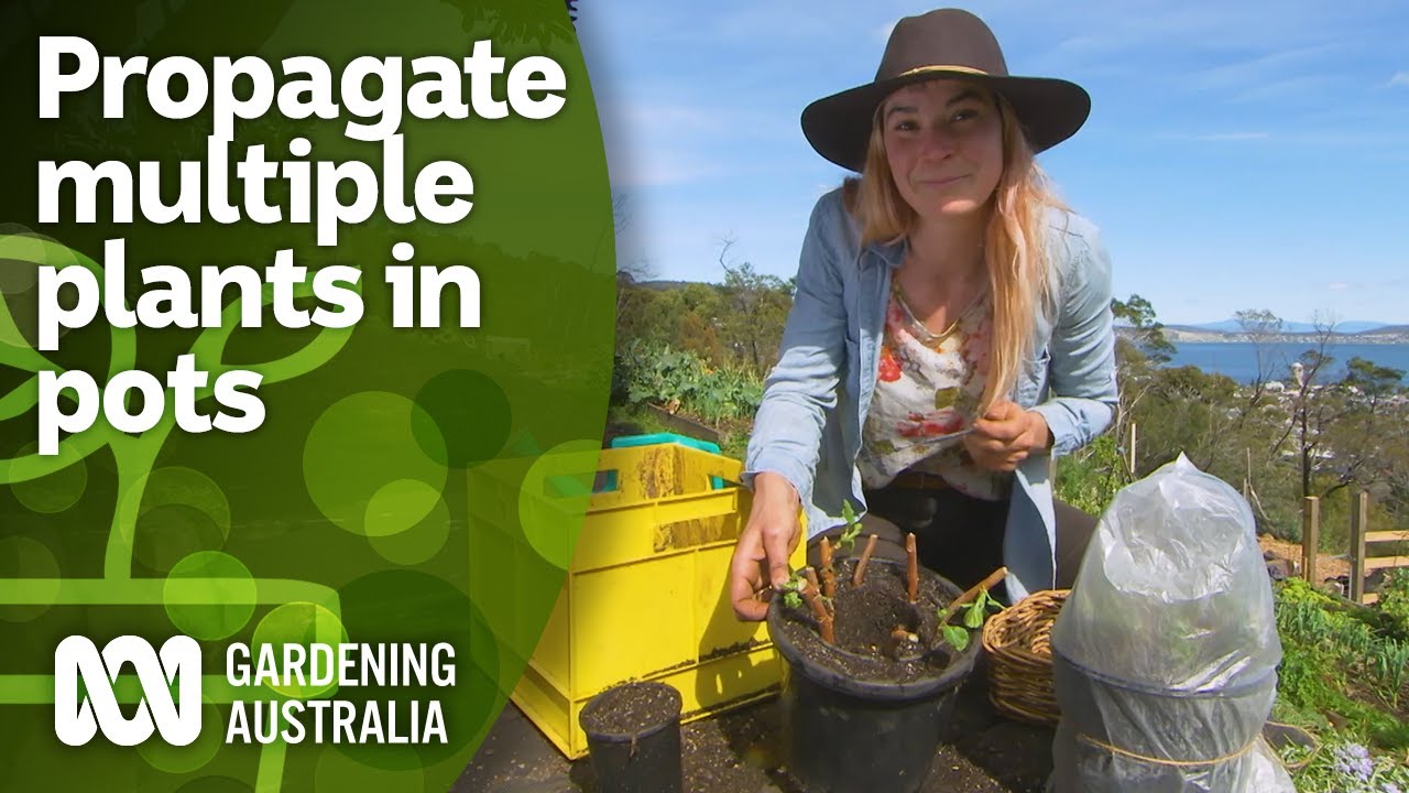 How To Propagate Multiple Plants Using Pots DIY Garden Projects How To Propagate Multiple Plants Using Pots DIY Garden Projects