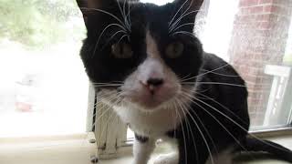 whats in teh box Pluto!? Net Worth