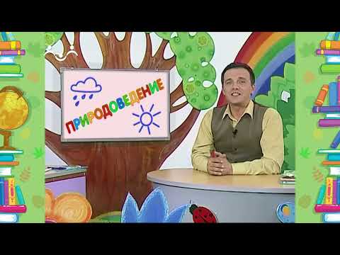 Школа Шишкиного Леса. Природоведение. Зеленушка