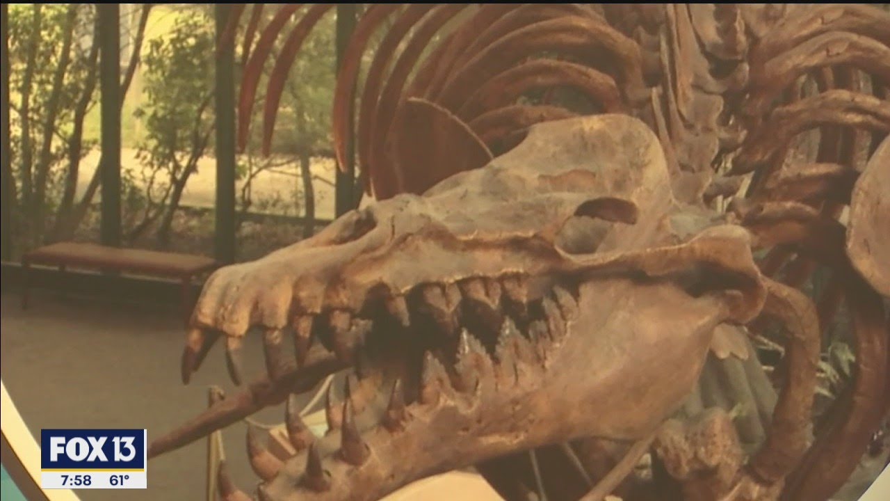 Tampa Bay History Center opens year-long Florida fossil exhibit