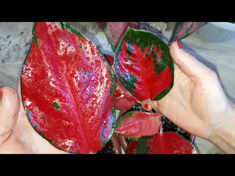 Video: Aglaonema Con Motas Plateadas