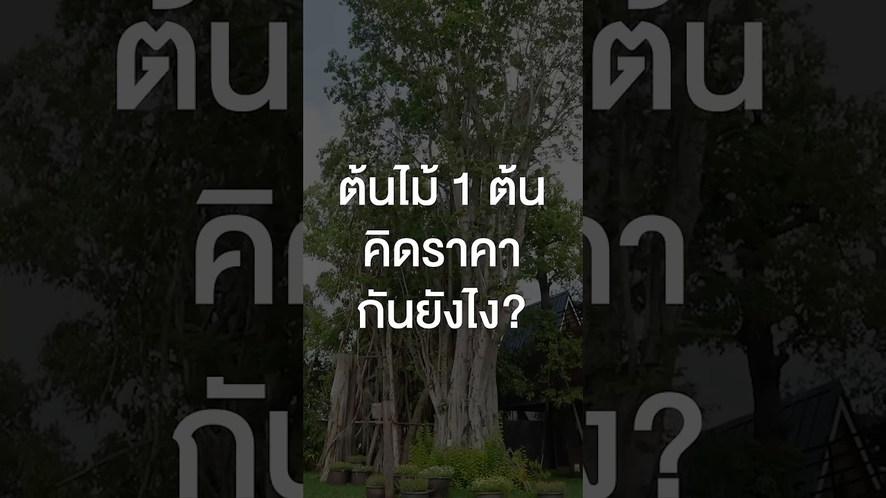 ต้นไม้ 1 ต้น คิดราคากันยังไง? #TigerShorts #Shorts #เสือร้องไห้ #ขายต้นไม้