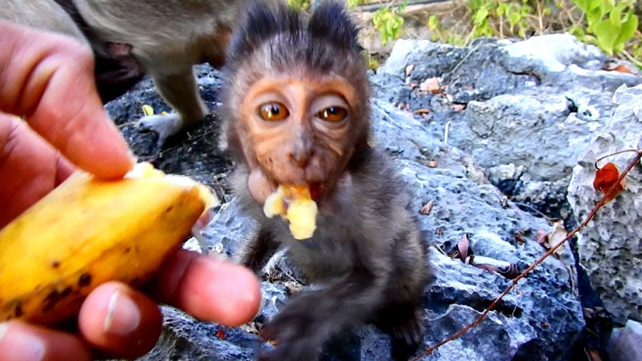 Heidi Breakfast This Morning Alone_Calling The Early Monkey For Breakfast
