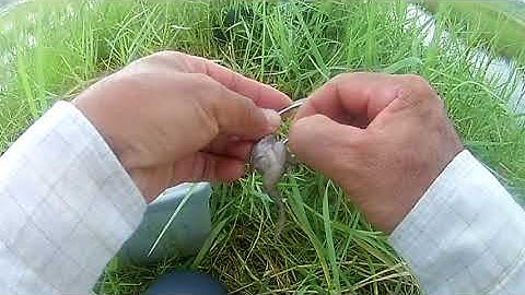 Cách móc Nhái Không Xoay