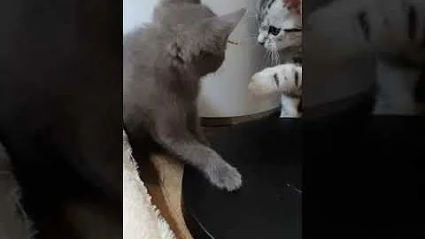 Watch the video about American Shorthair vs Russian Blue Kitten Fighting pt. 1 | Funny Animals Video #shorts