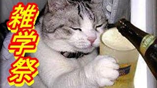 ［雑学］猫の前足には指が5つあるが、後ろ足には指いくつ？（他　楽しい雑学12話）