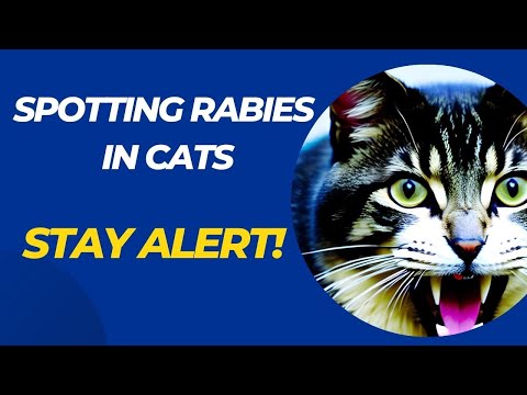 Video: Voitko saada raivotaudin kissan naarmuista?
