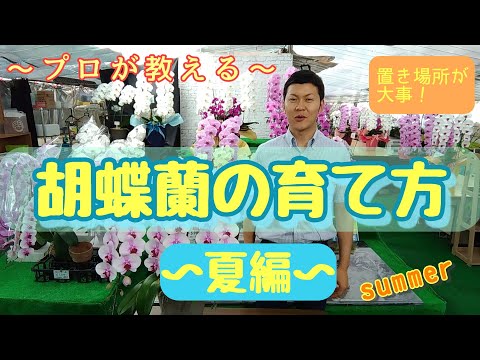 よしよし！ゆりと胡蝶蘭(夏のバカンス！) ミディコチョウラン：ハッピーアマーエレガンス2本立ち4号陶器