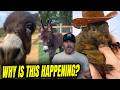 Why are Cops Entering PRIVATE Property and Doing THIS to Our Helpless Animals