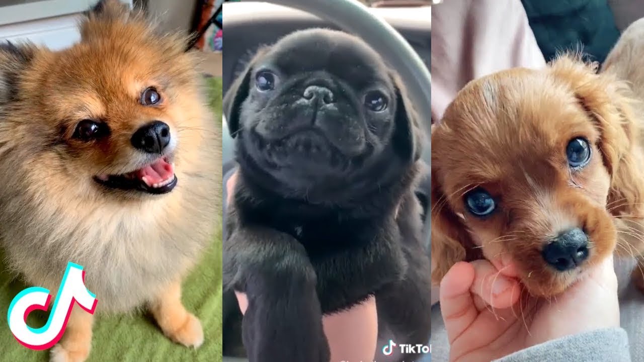More of the Cutest Pets on Tiktok 😍 | More of the Cutest Pets on Tiktok ...
