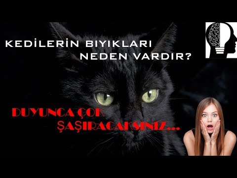 Video: Köpeklerin Neden Bıyıkları Vardır?