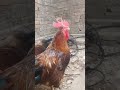 #aseelmurgalover #aseelmurgah #rooster #aseellover #aseellovers #youtubeshorts