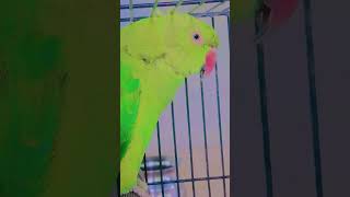 parrot sound #talkingparot #nonstoptalkingparrot #funny #birds #parrot #mithukibatain #azharparrot