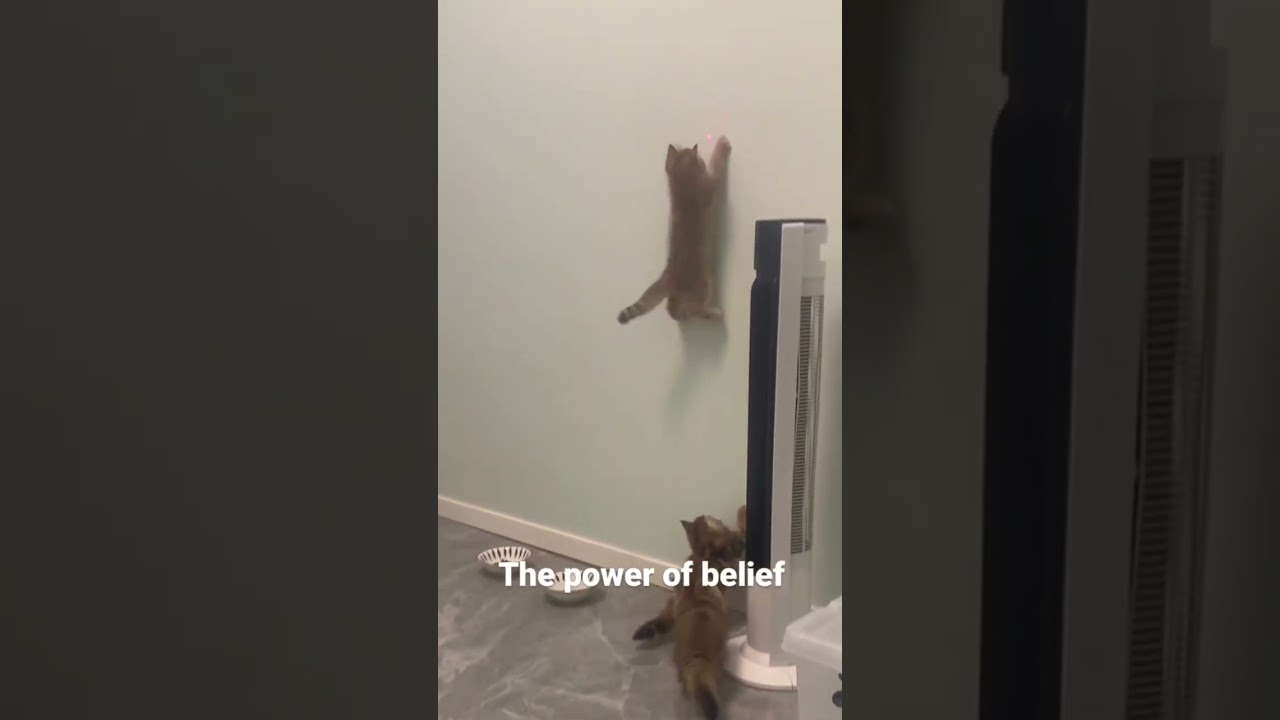 Смешные пушистики / Смешные моменты с животными 2024 /№13 