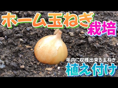 Home Onion Cultivation② Planting 2024 - YouTube