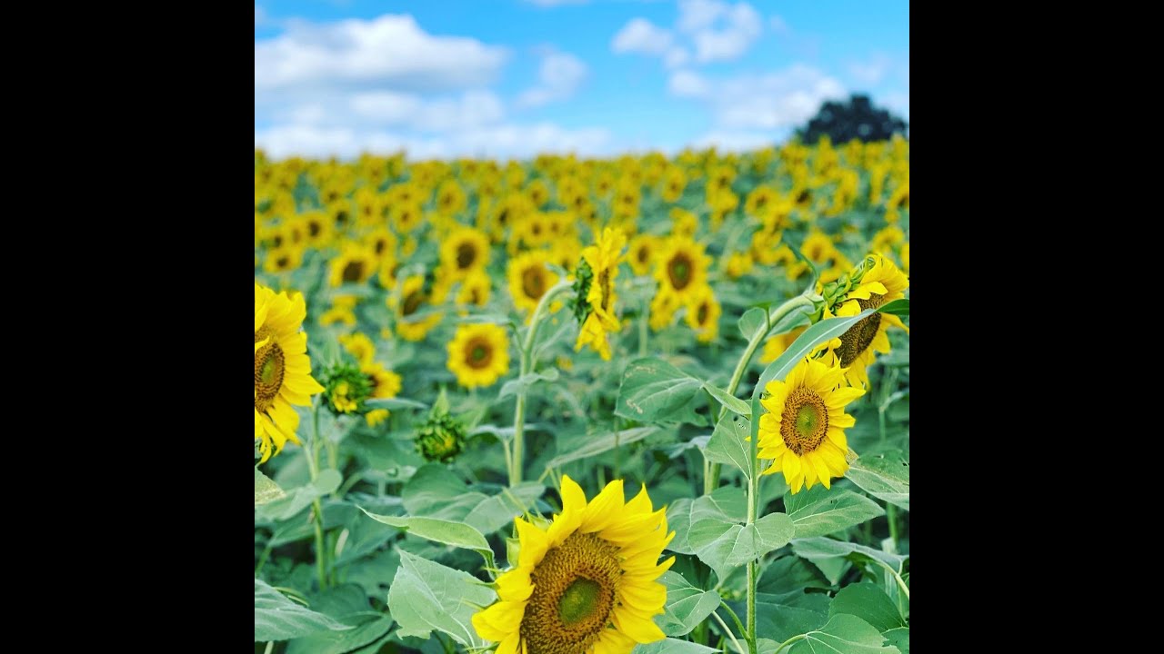 Sunflower Festival 2022 YouTube