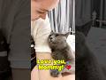How could one NOT love a cat?? #shorts #cat #catlover