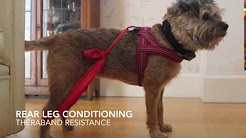 Exercises for dogs with joint issues