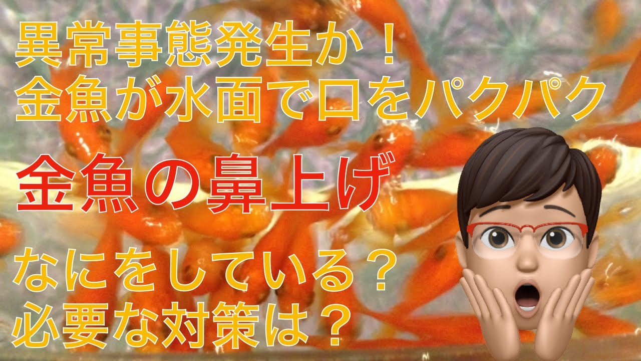金魚 水面 で パクパク